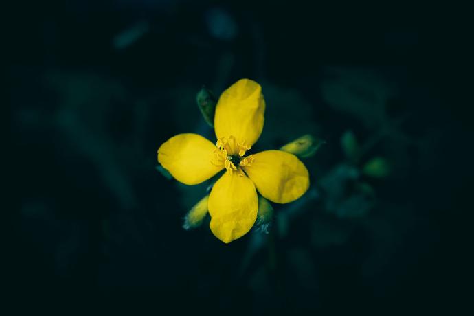 fleur de chélidoine