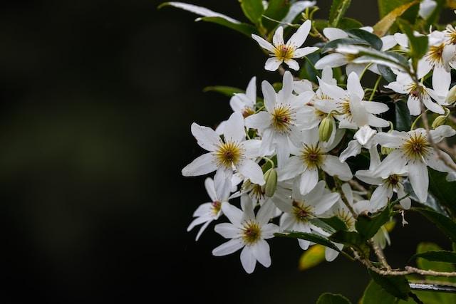 clématite fleur