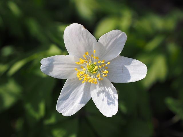 violette d'eau