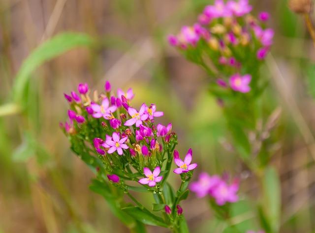 centaurée fleur