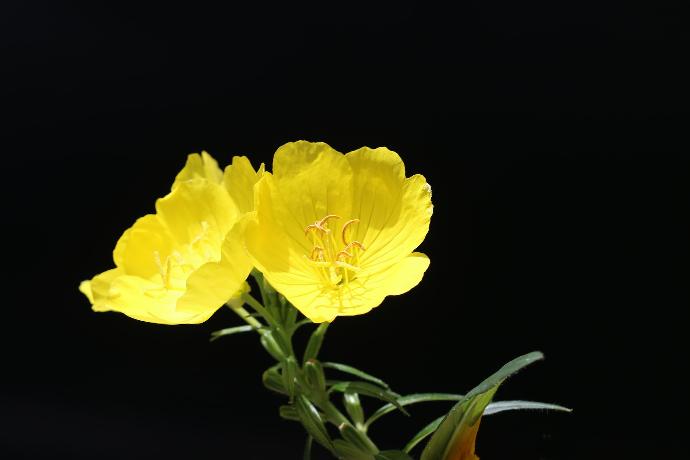 onagre fleur