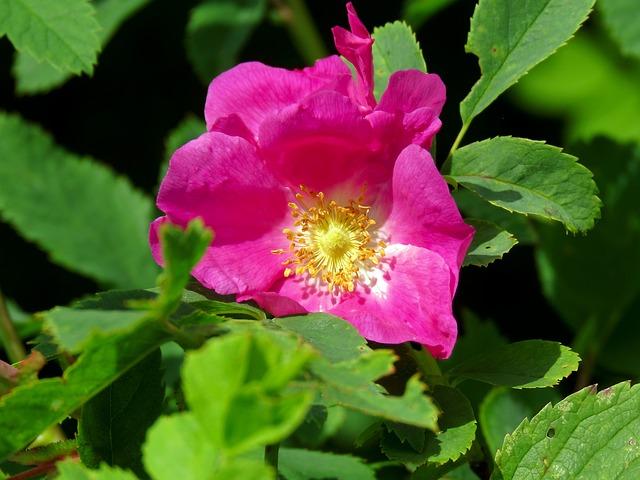 rose musquée