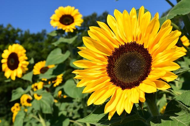 tournesol