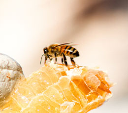 abeille