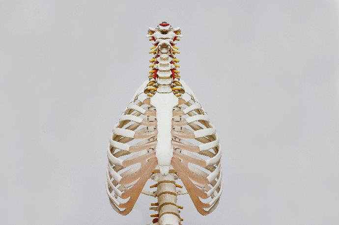 Vue squelette partie thorax sur fond blanc
