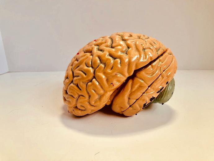 Maquette cerveau beige posé sur une table