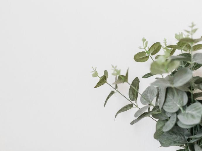 Image de plante