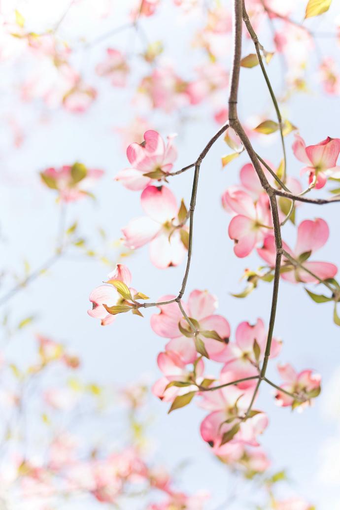 Image d'une arbre en floraison 
