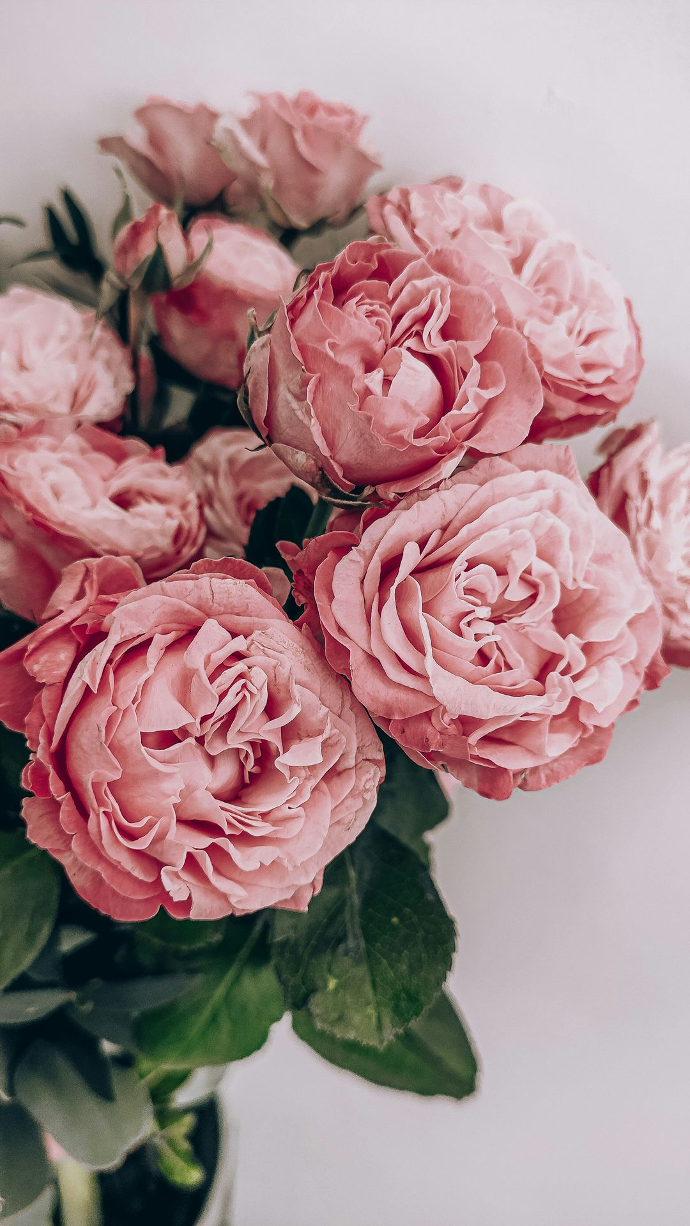 Image de roses