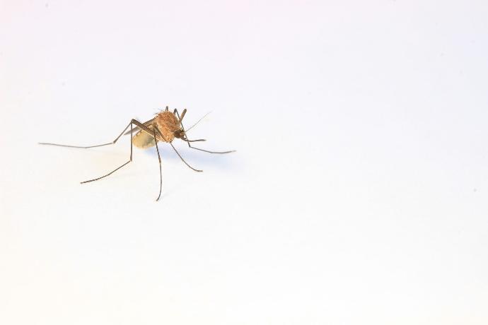 image de moustiques