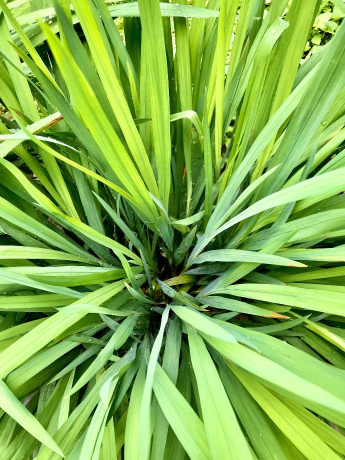 Image de la Citronnelle