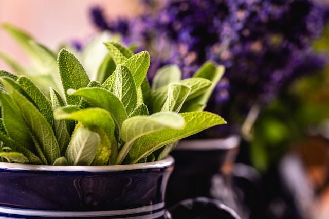 feuilles de sauge en gros plan dans pot bleu avec en arrière-plan des plantes violettes