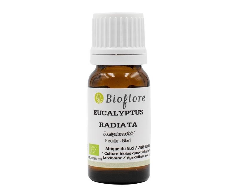 ätherisches Öl Eukalyptus radiata