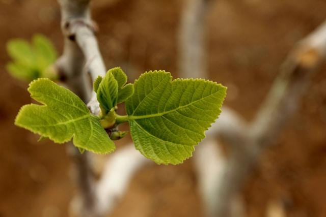 bourgeons figuier