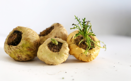 Quatre racines de maca sur fond blanc