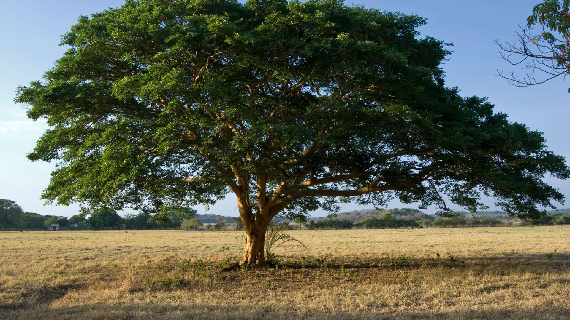 Arbre copaïer