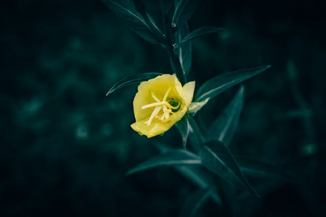 Fleur jaune d'onagre avec tige verte sur fond vert