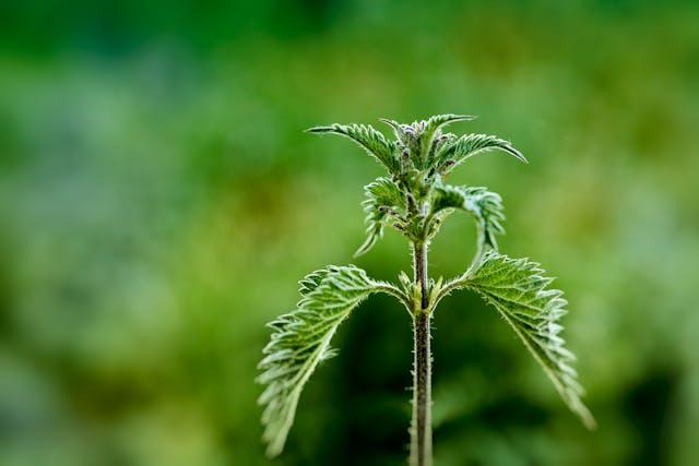 Tige ortie avec arrière-plan vert flou