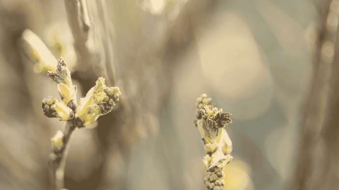 Bourgeons