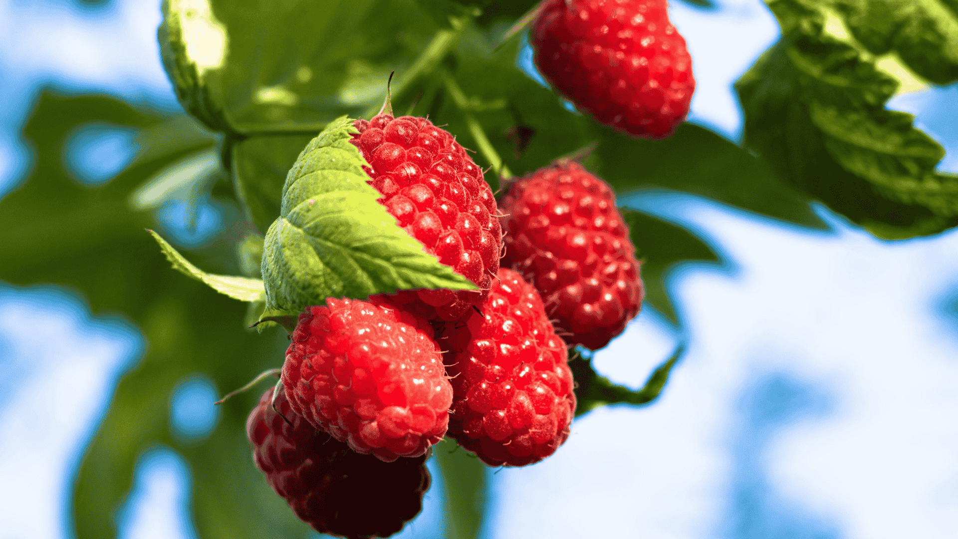 Framboises en grappe en gros plan avec feuille et fond flouté bleu et blanc