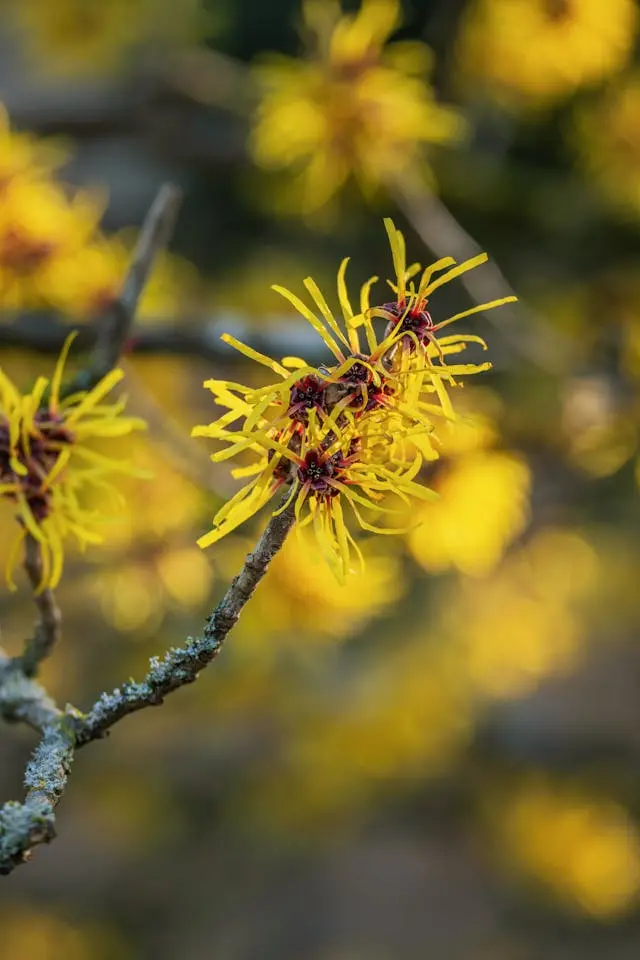 Fleur jaune d'hamamélis en gros plan sur  une branche avec des  fleurs en arrière-plan