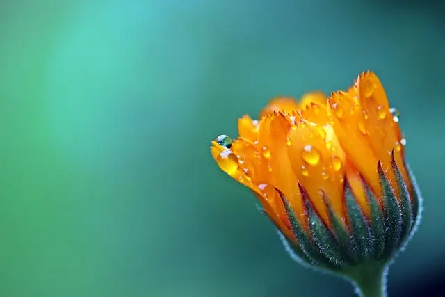 Gros plan fleur calendula orange avec de la rosée sur fond dégradé vert/ turquoise