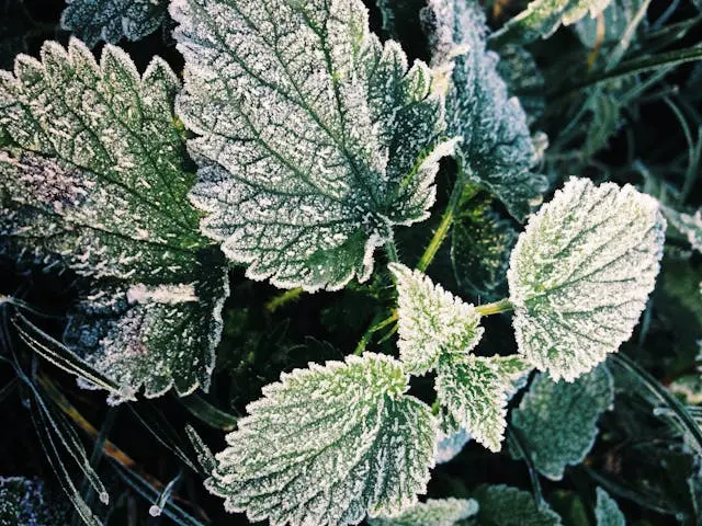 Gros plan feuilles d'ortie