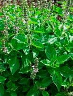 fleurs du tulsi