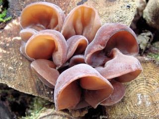 C:\Users\Tsiory\Desktop\My work\Rédaction\Malt\jean MALT\201904\23\mytcothérapie\mycotherapie-oreille-de-judas-auricularia-auricula-judae.jpg