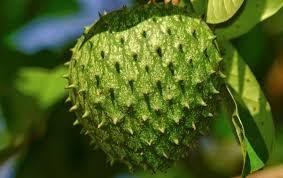 graviola plante pour guérir du cancer