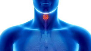 GLANDE THYROÏDE