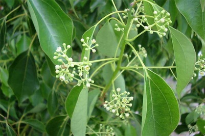 Feuille de ravintsara