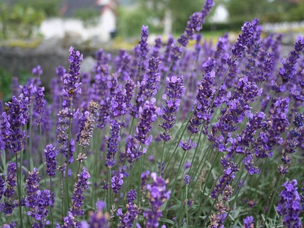 Lavandula angustifolia
