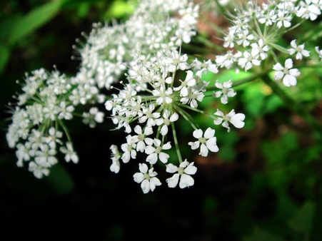Angelica sinesis