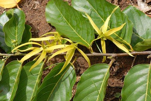 fleur ylangylang