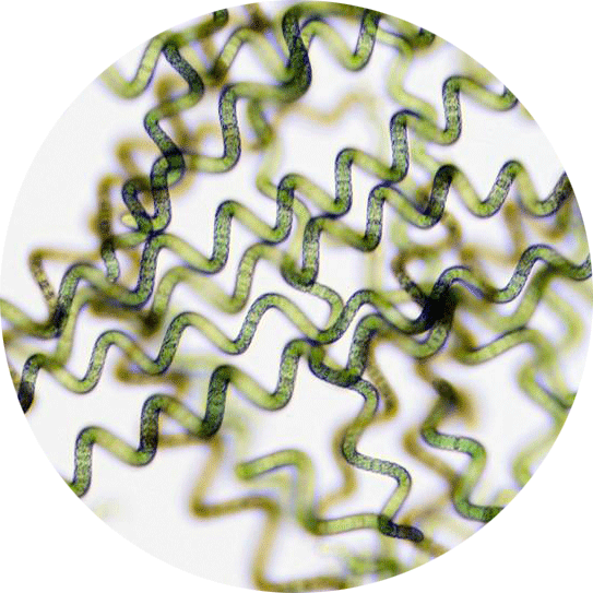 spiruline vu au microscope