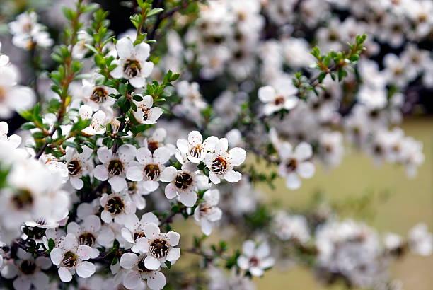 tea tree