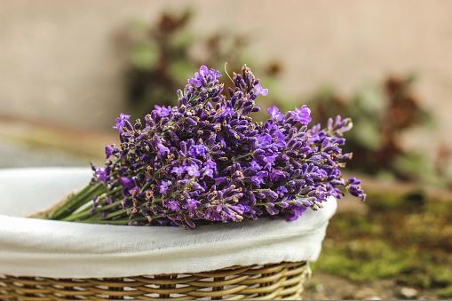 Lavandula angustifolia