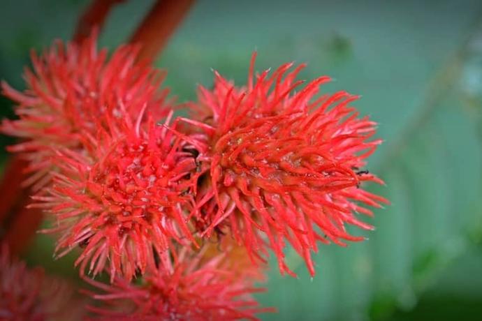 castor oil flower
