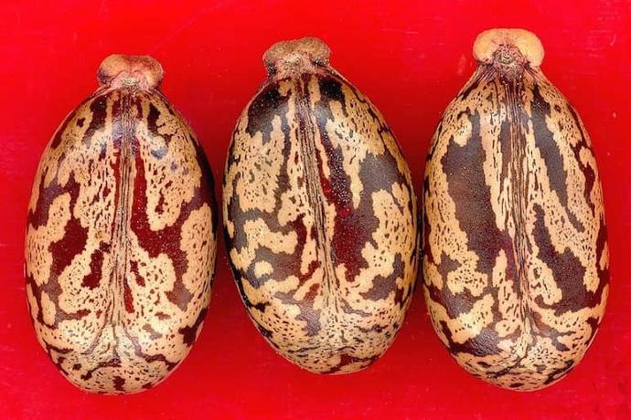 castor oil