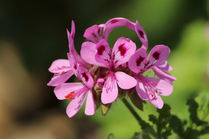 géranium rosat