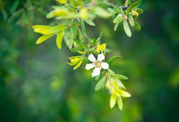 tea tree bloem