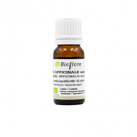 Lavande officinale sauvage - Bio